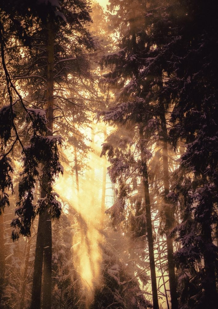 Чарующий свет