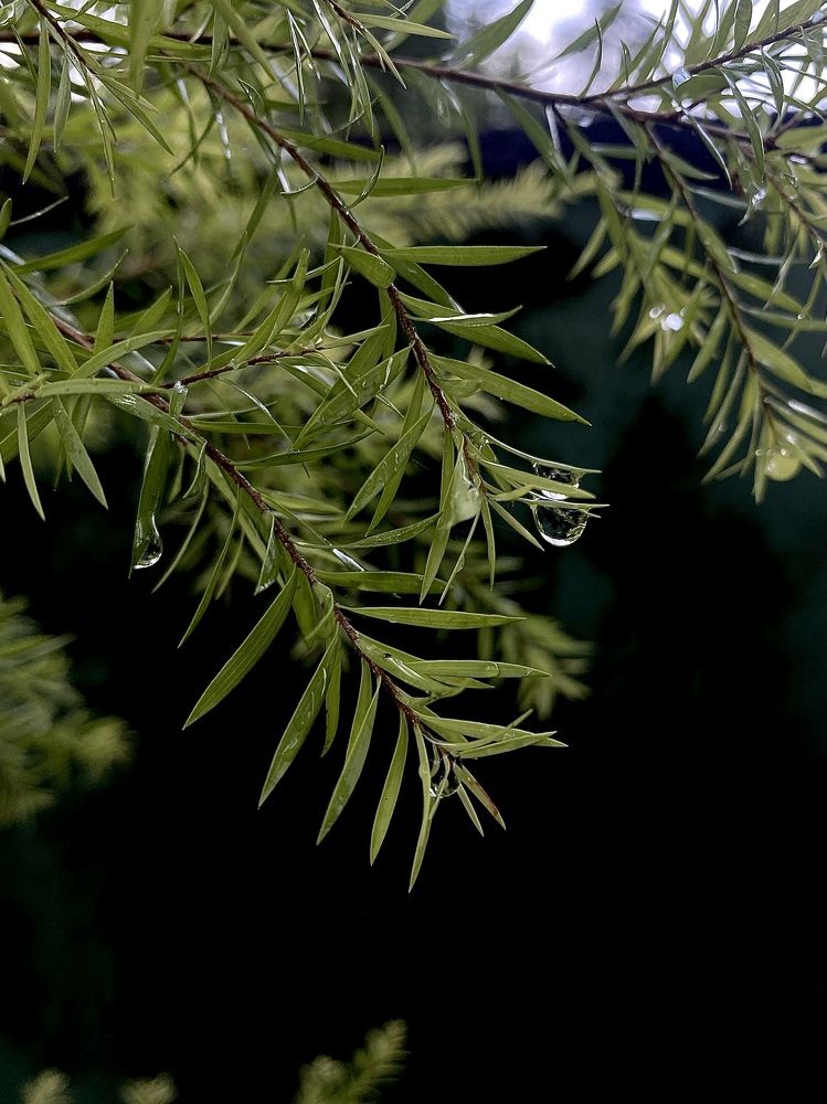 Photograph by Naveena Wimalarathne