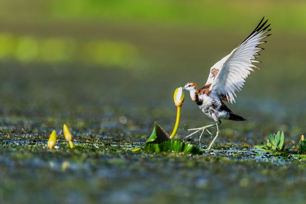 Фотография автора Sandip Mondal