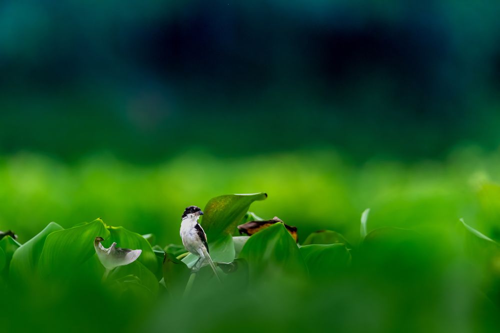 Фотография автора Sandip Mondal