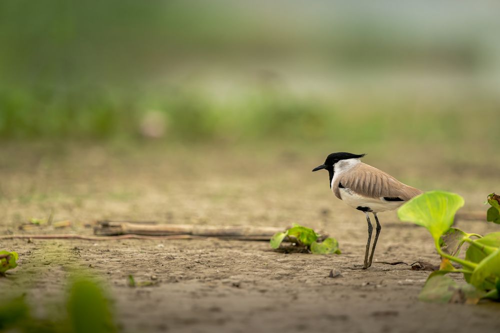 Фотография автора Sandip Mondal