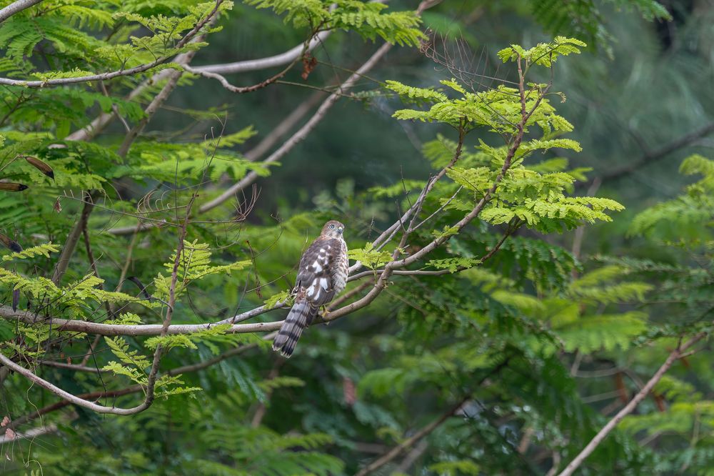 Фотография автора Sandip Mondal