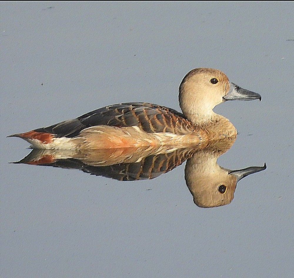 Photograph by SUDARSHANA KRISHNA N.S.