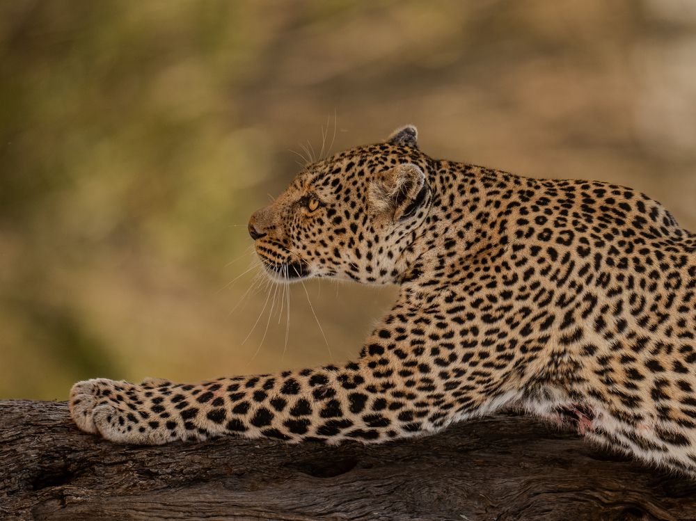 Фотография автора Rajharsha Narayanswamy Narayanswamy