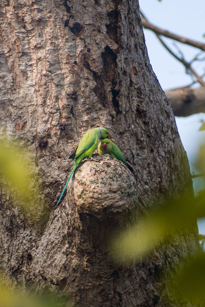 Photograph by Pritam Mandal