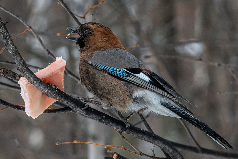 Photograph by Сергей Балашов