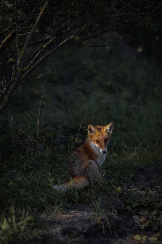 Лесная сказка
