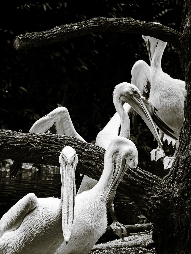 Photograph by Наталья Кокорина