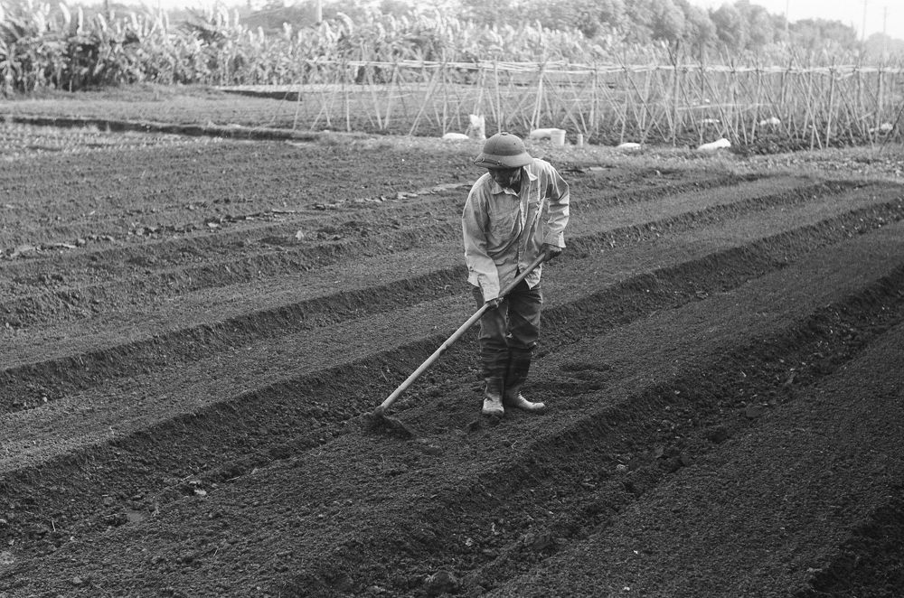 Prepare soil for planting trees