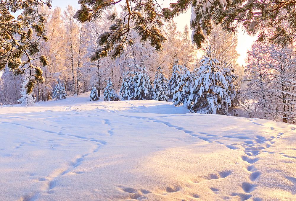 Взгляд из-под сосны
