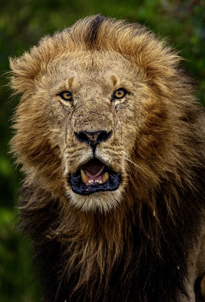 Photograph by Silvia Ribeiro