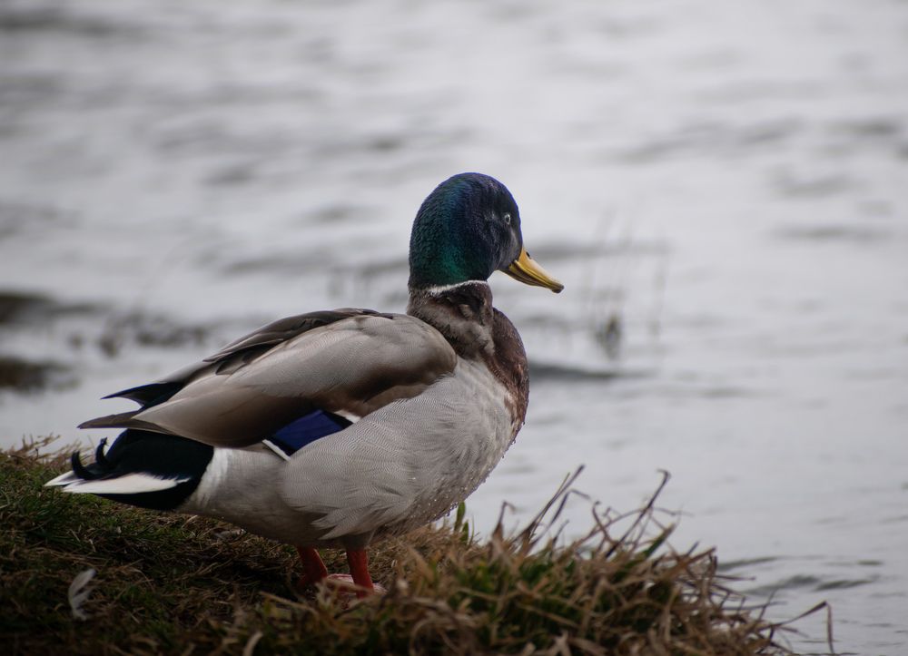 Photograph by Ђорђевић Милан