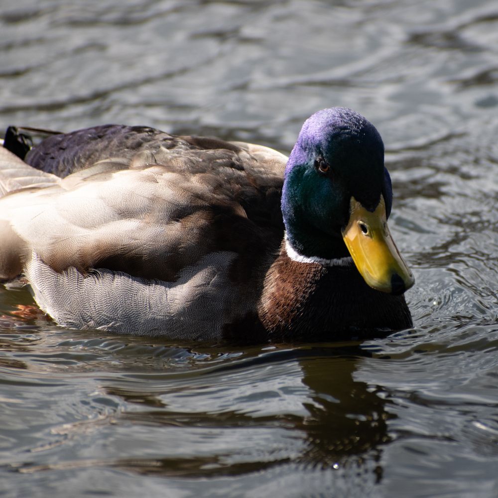 Photograph by Ђорђевић Милан