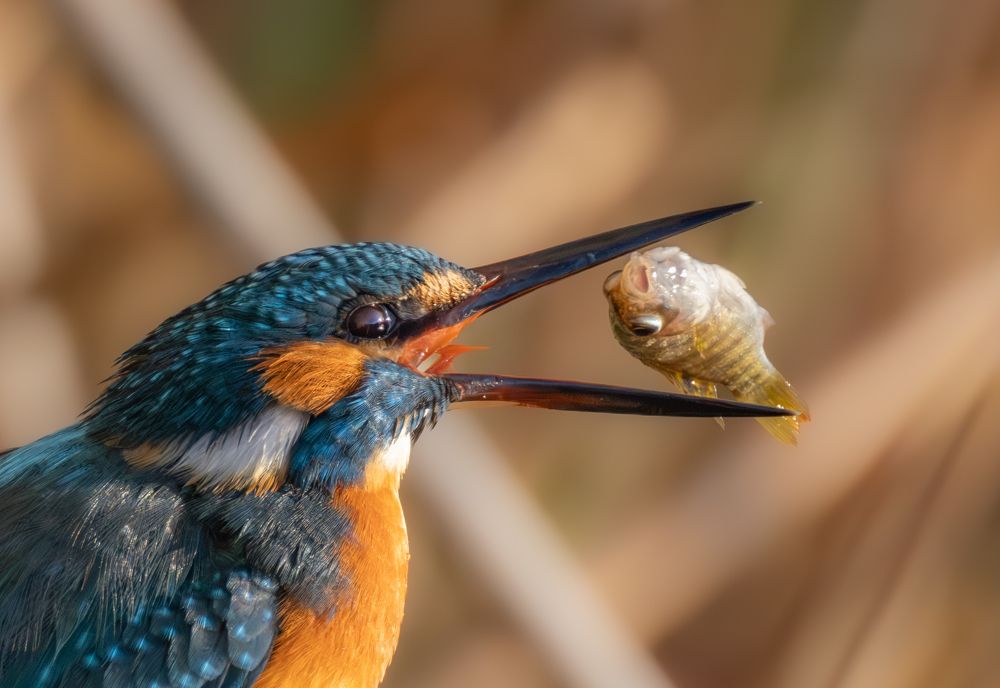 Photograph by Guy Wilson