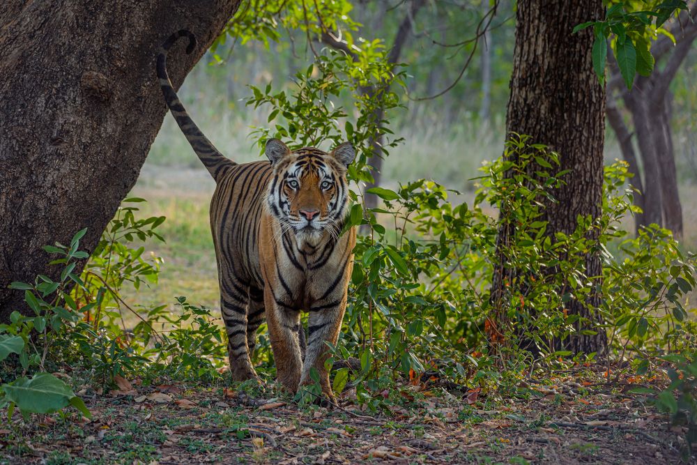 Photograph by Kshitij Patle