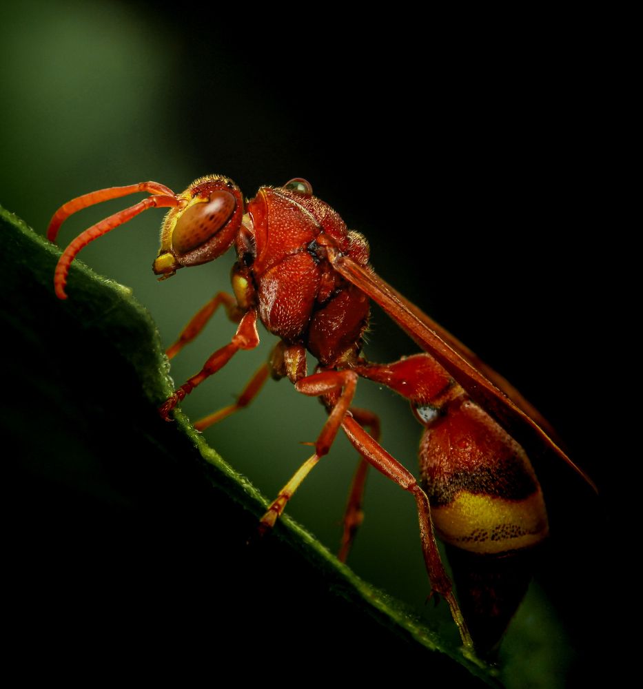 Photograph by Abhijit - khatua