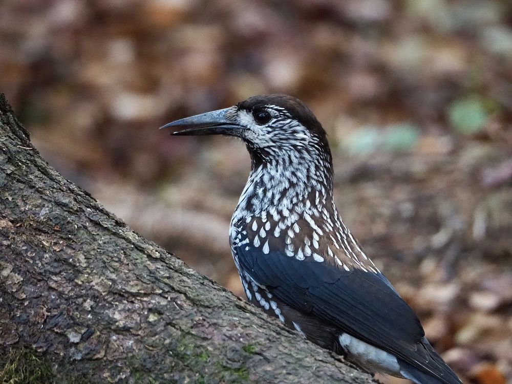 Photograph by Юлия Поршнева