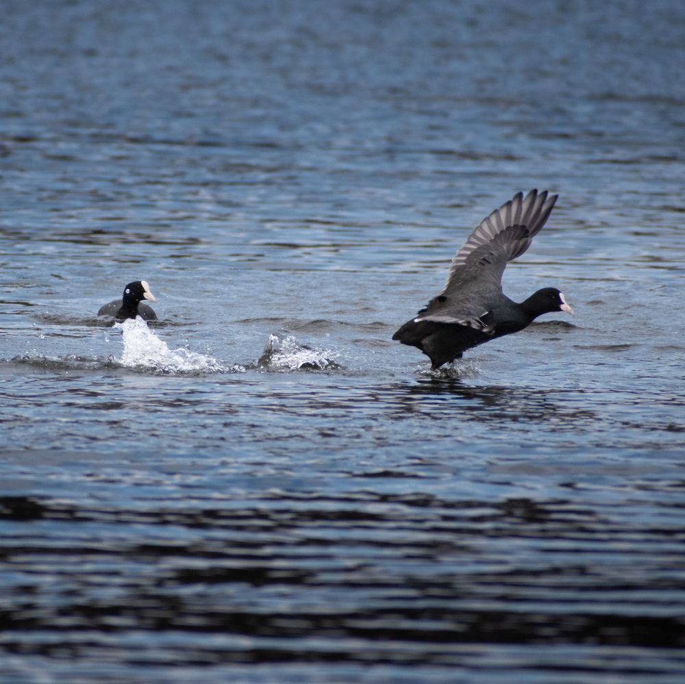 Eurasian coot