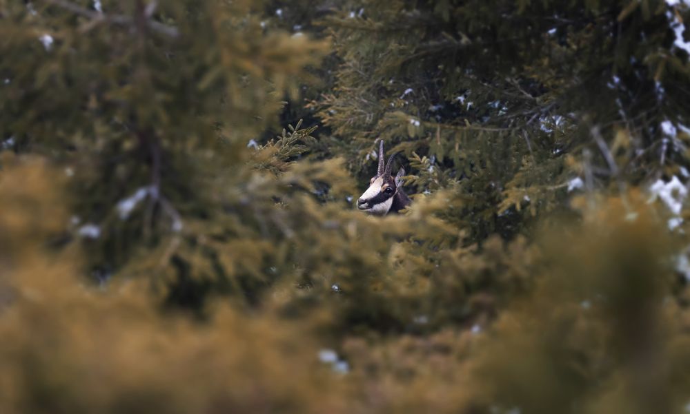 Photograph by Tudor Ghioc