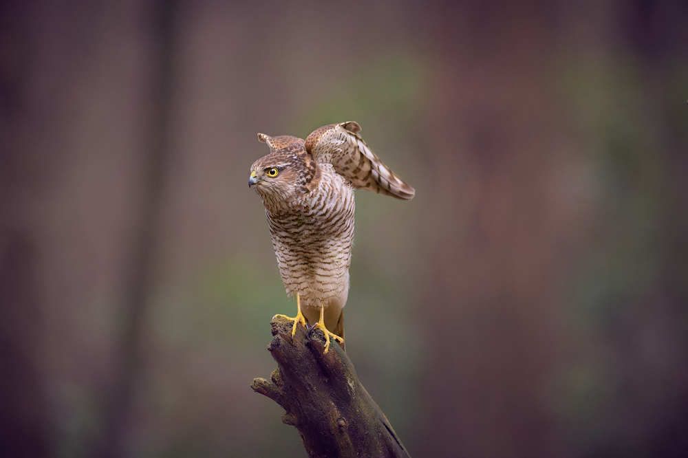 Eurasian Sparrowhawk (Accipiter nisus)