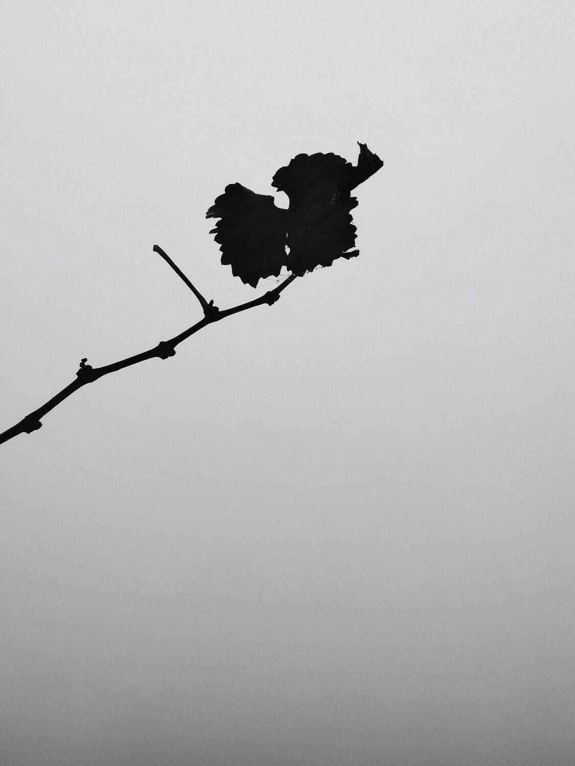 Photo #10364822