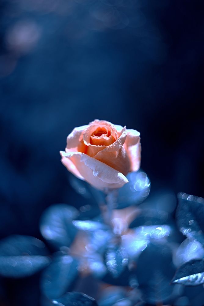 Фотография автора Юрий Кашлевский