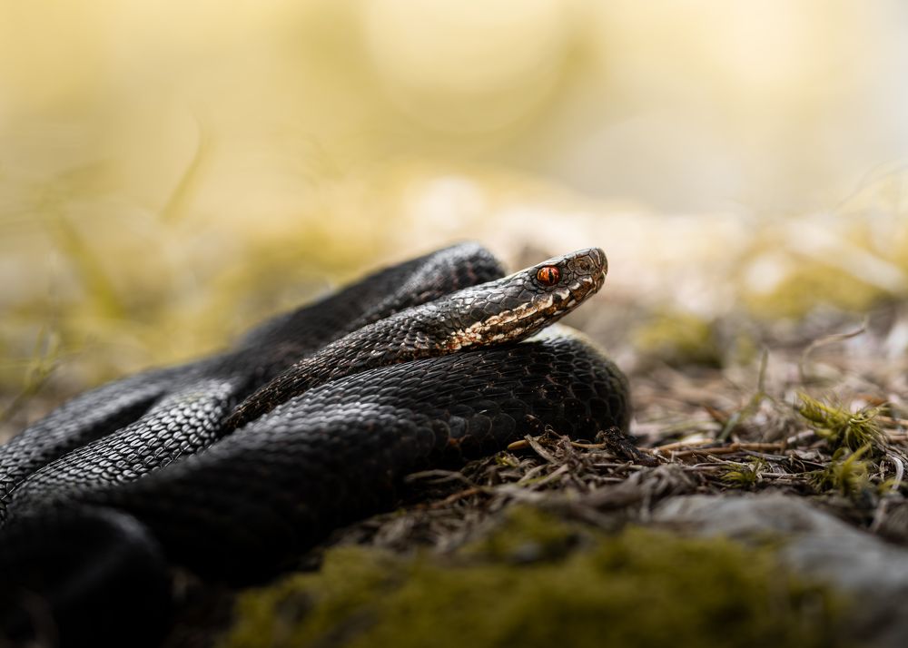 Photograph by Matei Firică