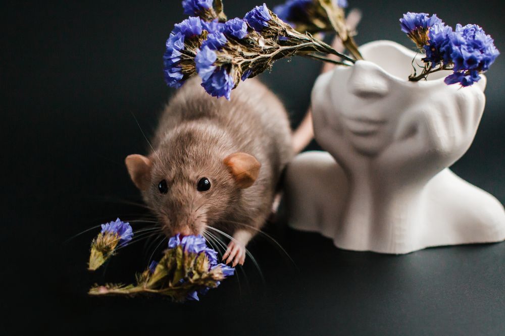 Photograph by Тризно Ирина