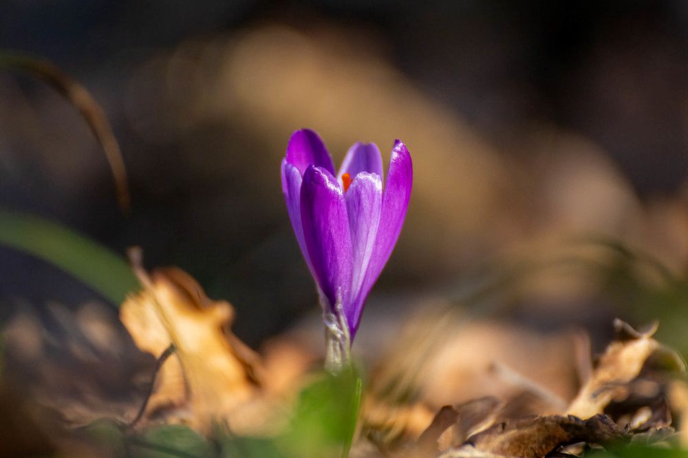 Photograph by Gregor Kobilica