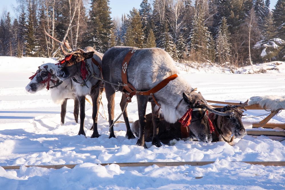 Фотография автора Яврова Татьяна