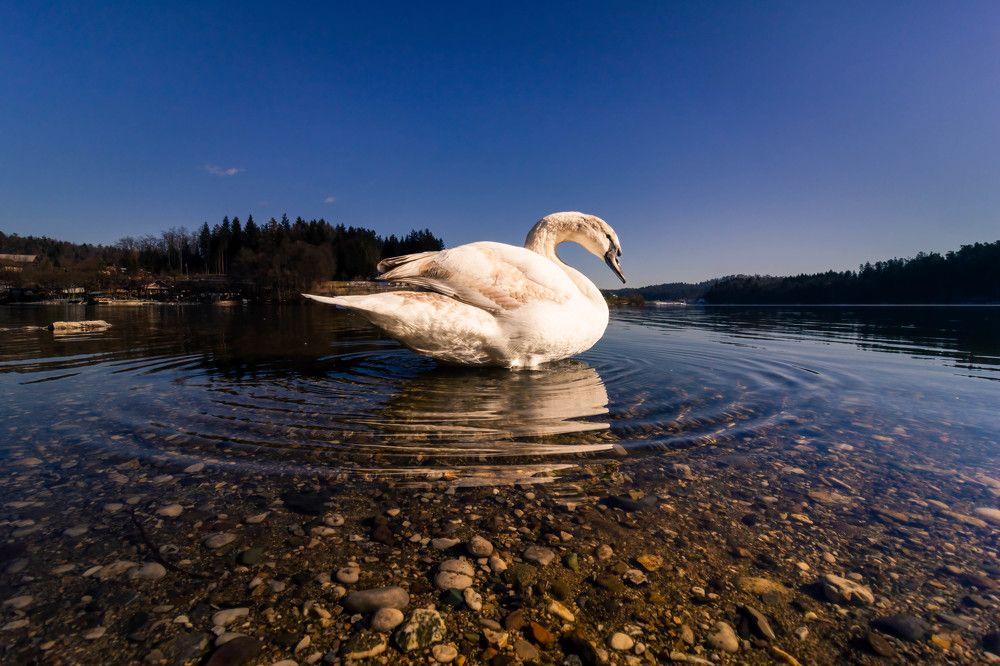 Photograph by Gregor Kobilica