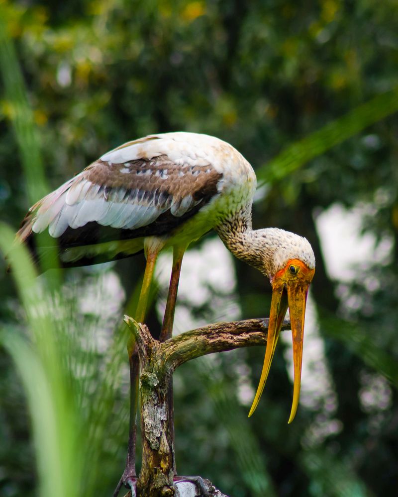 Photograph by Jaztin A/L Philips