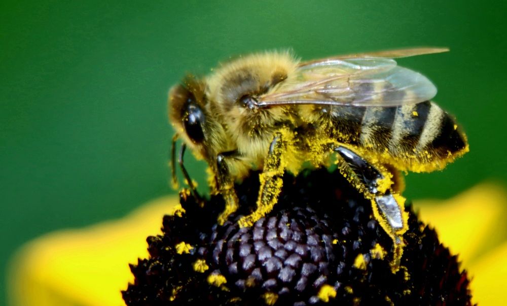 Фотография автора Safet Hasanoski