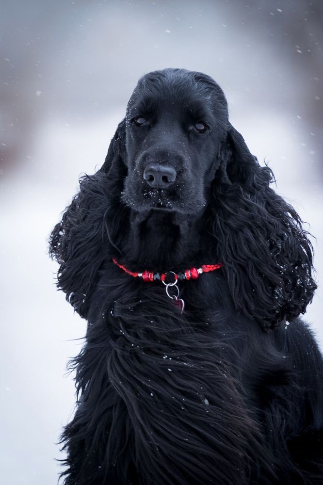 Черная жемчужина