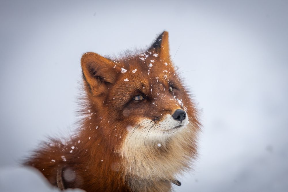 Photograph by Андрей Шабис