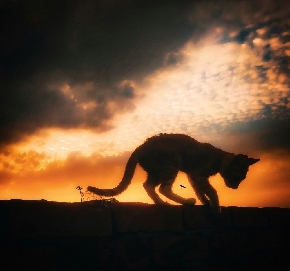 Photograph by Adel Sami