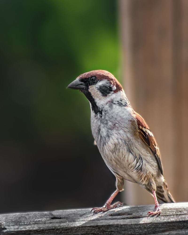 Photograph by Олег Белан