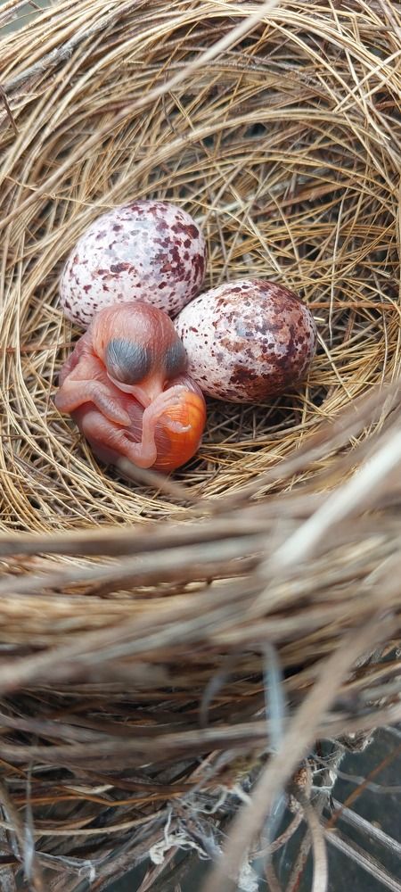 Little baby birds ?