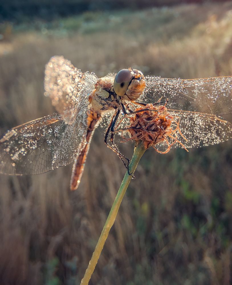 Photograph by Natalia Bolotenkova