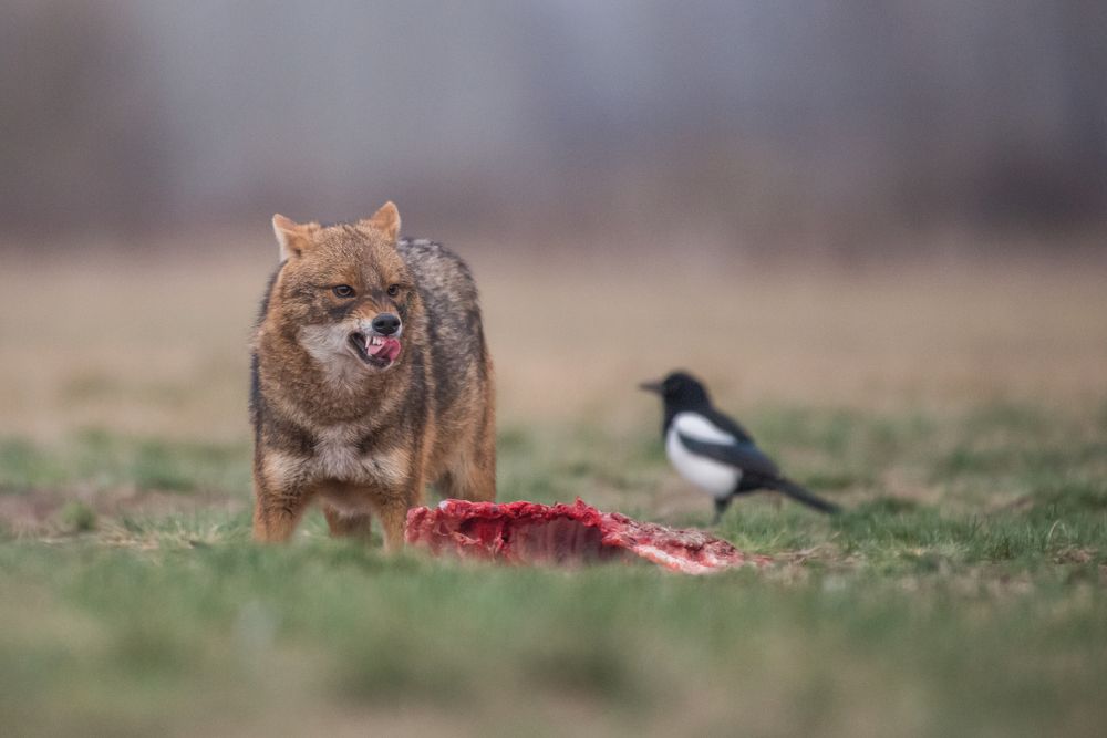 Photograph by Tomanovic Slavisa