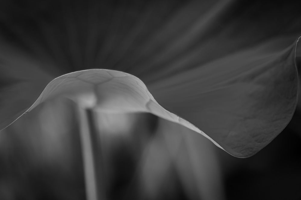 Photograph by Mostafa Mortazavi