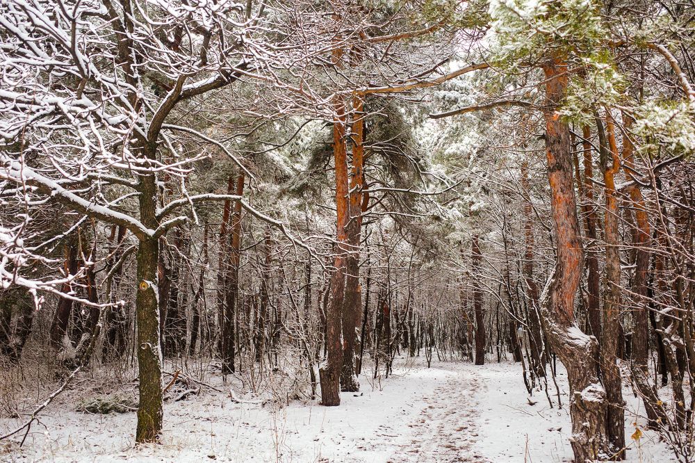 Photograph by Алла Никушкина