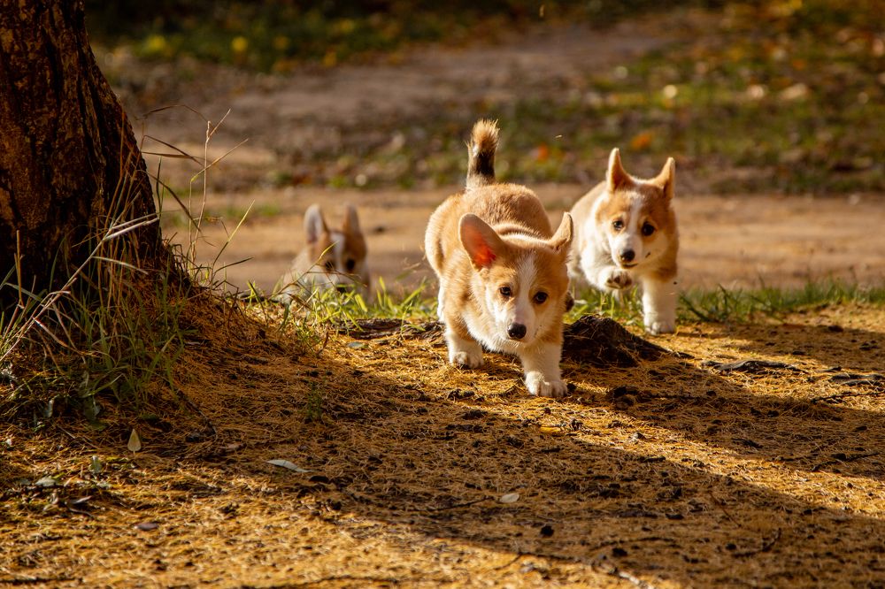 Фотография автора Станислава Гордеева