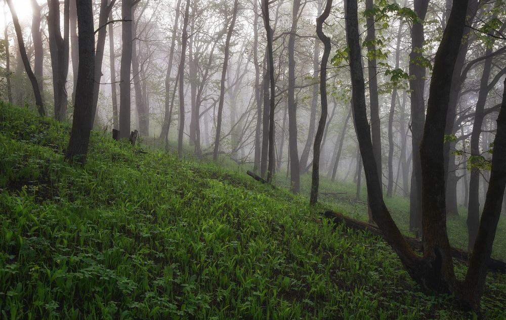 Photograph by Юлия Абрамова