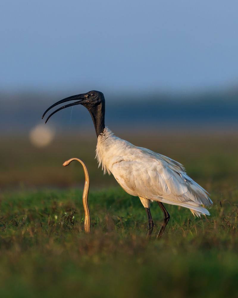 Photograph by Veeraiah Chowdary Kamepalli