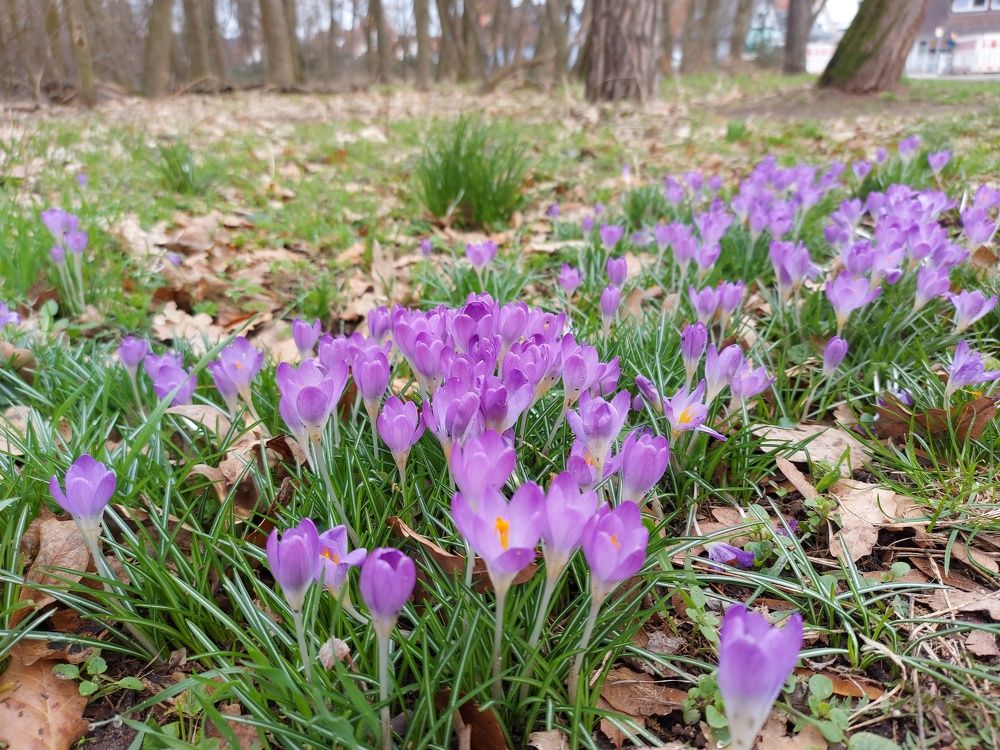 Crocuses
