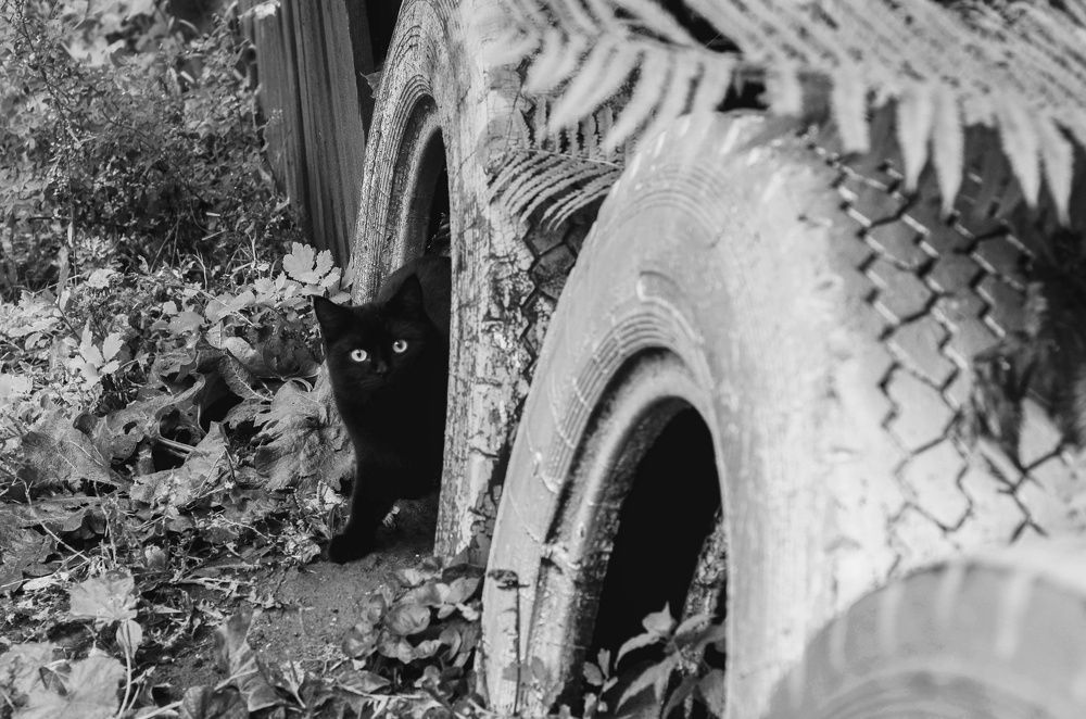 Photograph by Анна Торопова