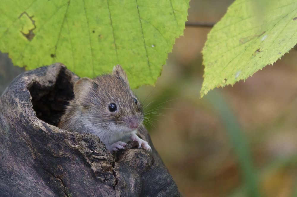 Photograph by Владимир Зайцев