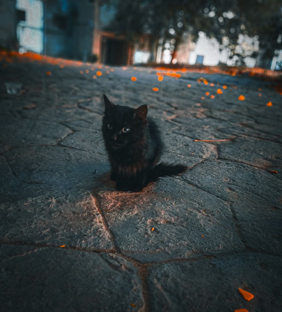 A little black Cat in action