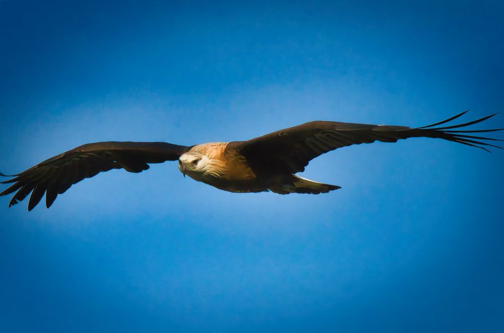 Photograph by Snehanand Sinha